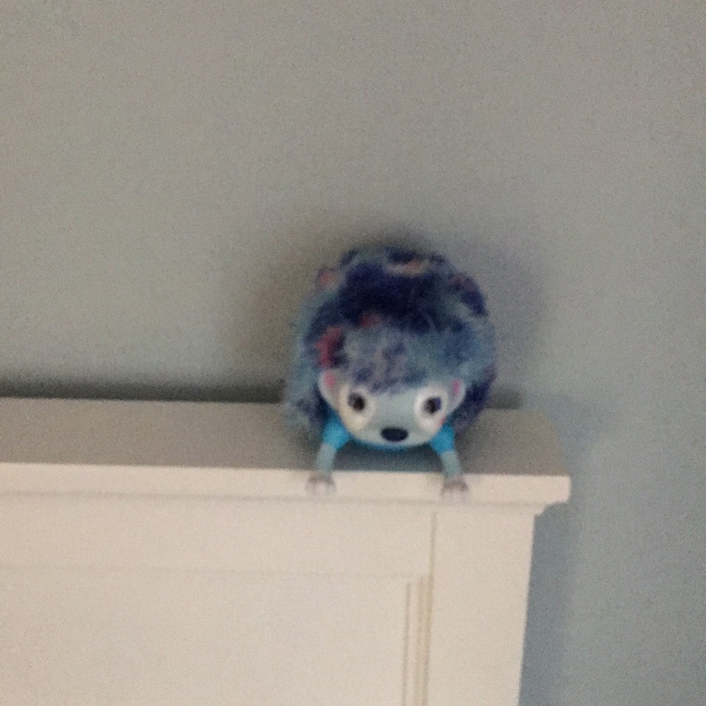 Zoomer hedgehog